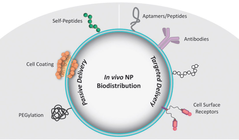 Illustration of a cell with the words “In vivo N.P. biodistribution” overlaid. The cell is divided into two parts. Next to the words “passive delivery” on the left half are representations of self-peptides, cell coating, and PEGylation. On the right half, next to the words “targeted delivery” are representations of aptamers/peptides, antibodies, and cell surface receptors.