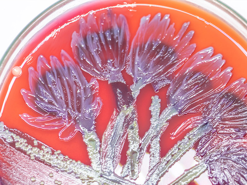 lactobacillus in a petri dish