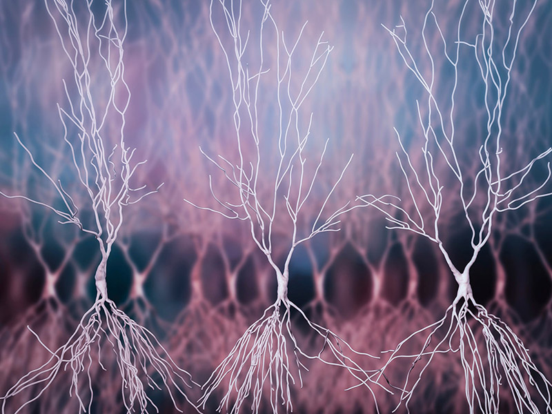 An illustration of nerve cells in the region of the brain linked to memory formation