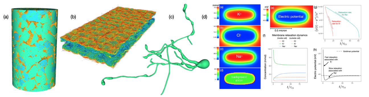 The LBPM software package has been developed to perform simulations based on microscope image data. Existing capabilities have been used to study flow processes such as (a) geological porous media; (b) PEM fuel cells; and (c)-(d) cell membrane biophysics. (James E. McClure)