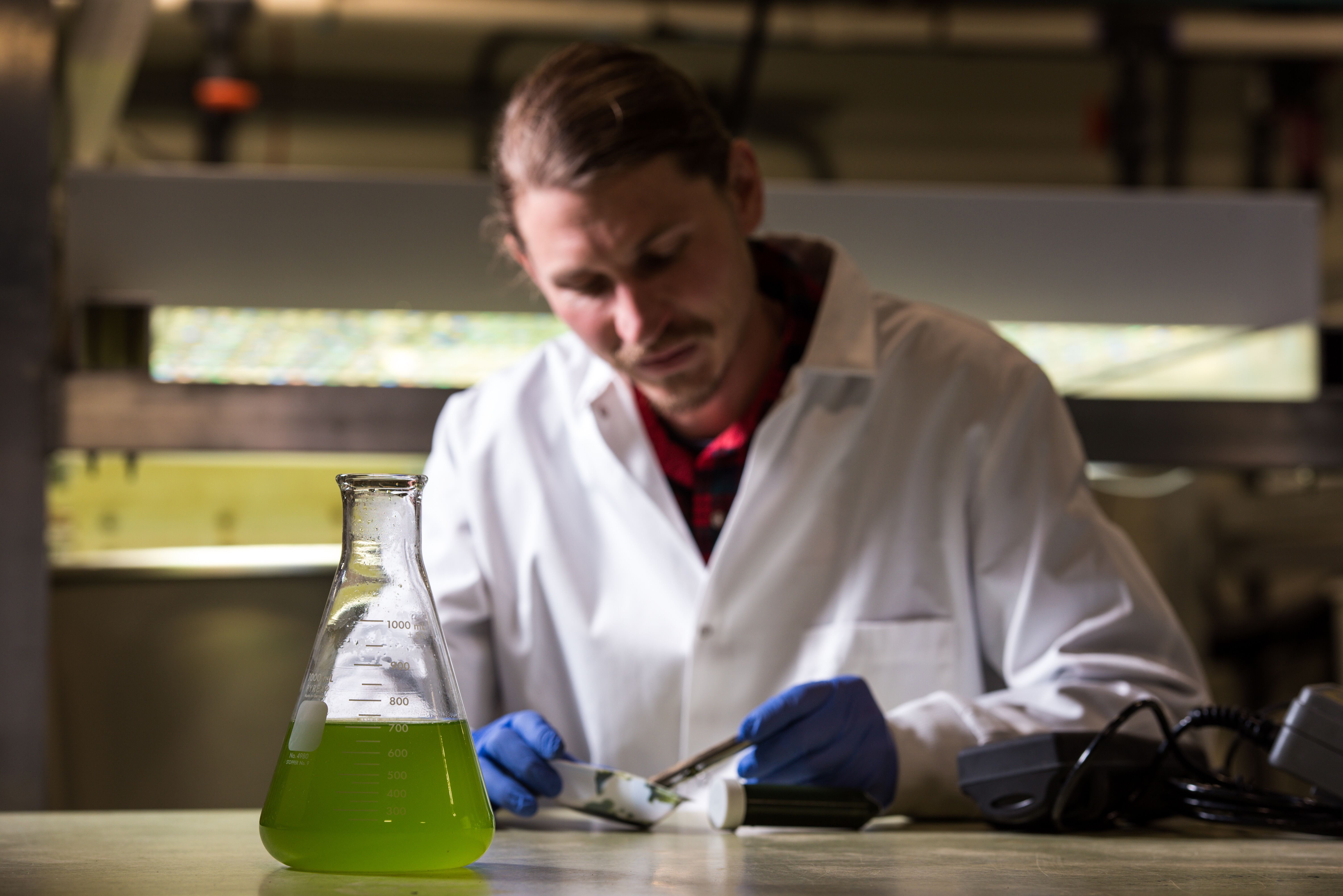 A researcher examines a tray of algae. A beaker full of green liquid sits in the foregound.