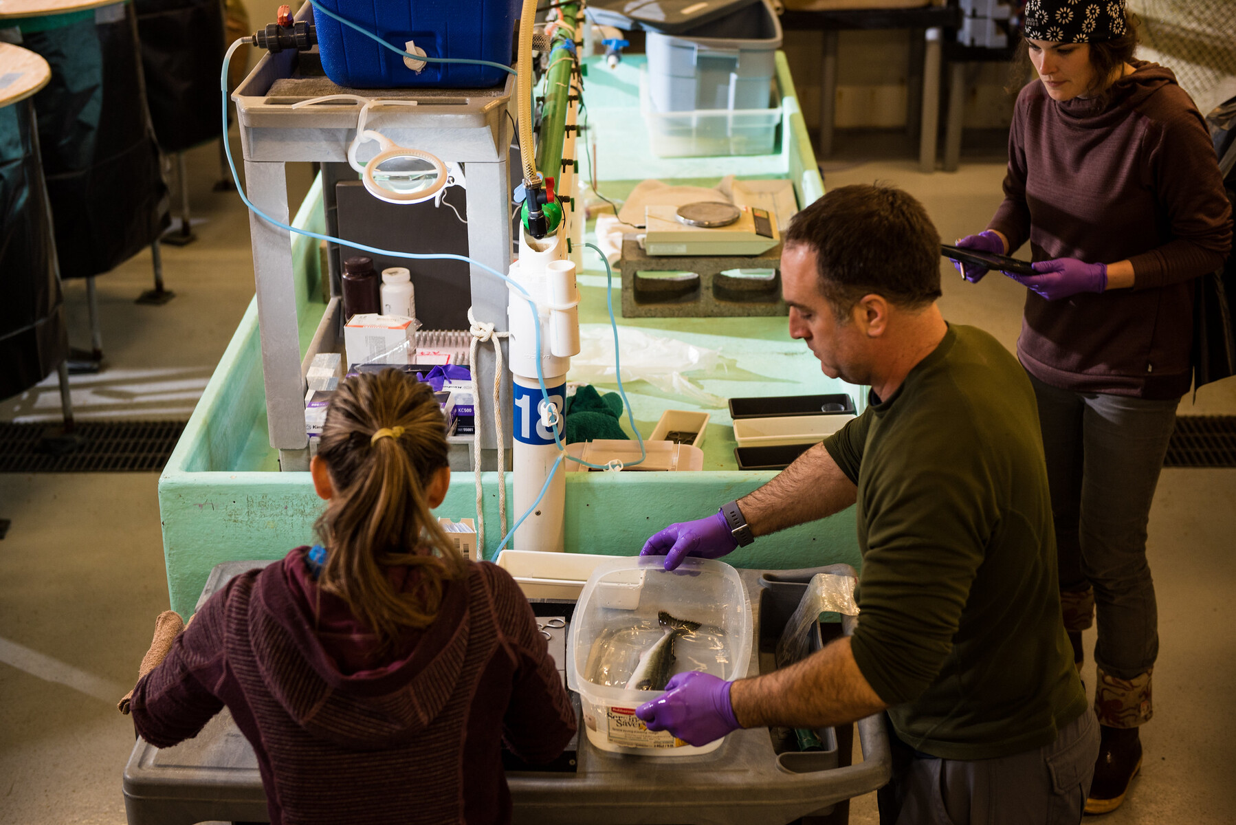 Fish are tagged at the Marine Sciences Laboratory