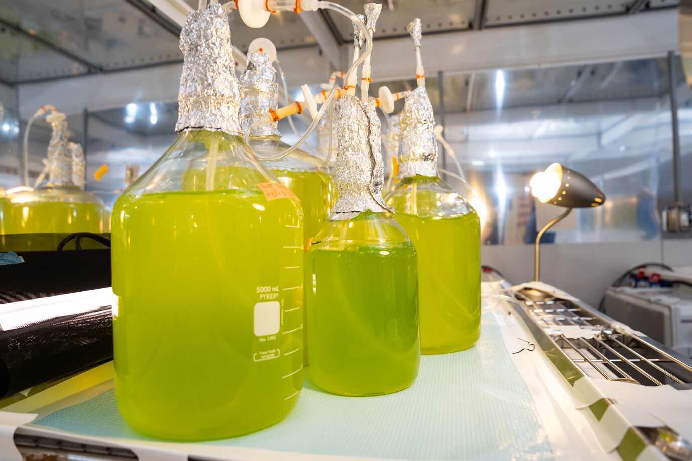 Bohutskyi investigates how dynamic environmental conditions and rhythmic cycles affect photosynthetic microbes. Through predictive phenomics—studying how these organisms produce chemicals and foods like sugars