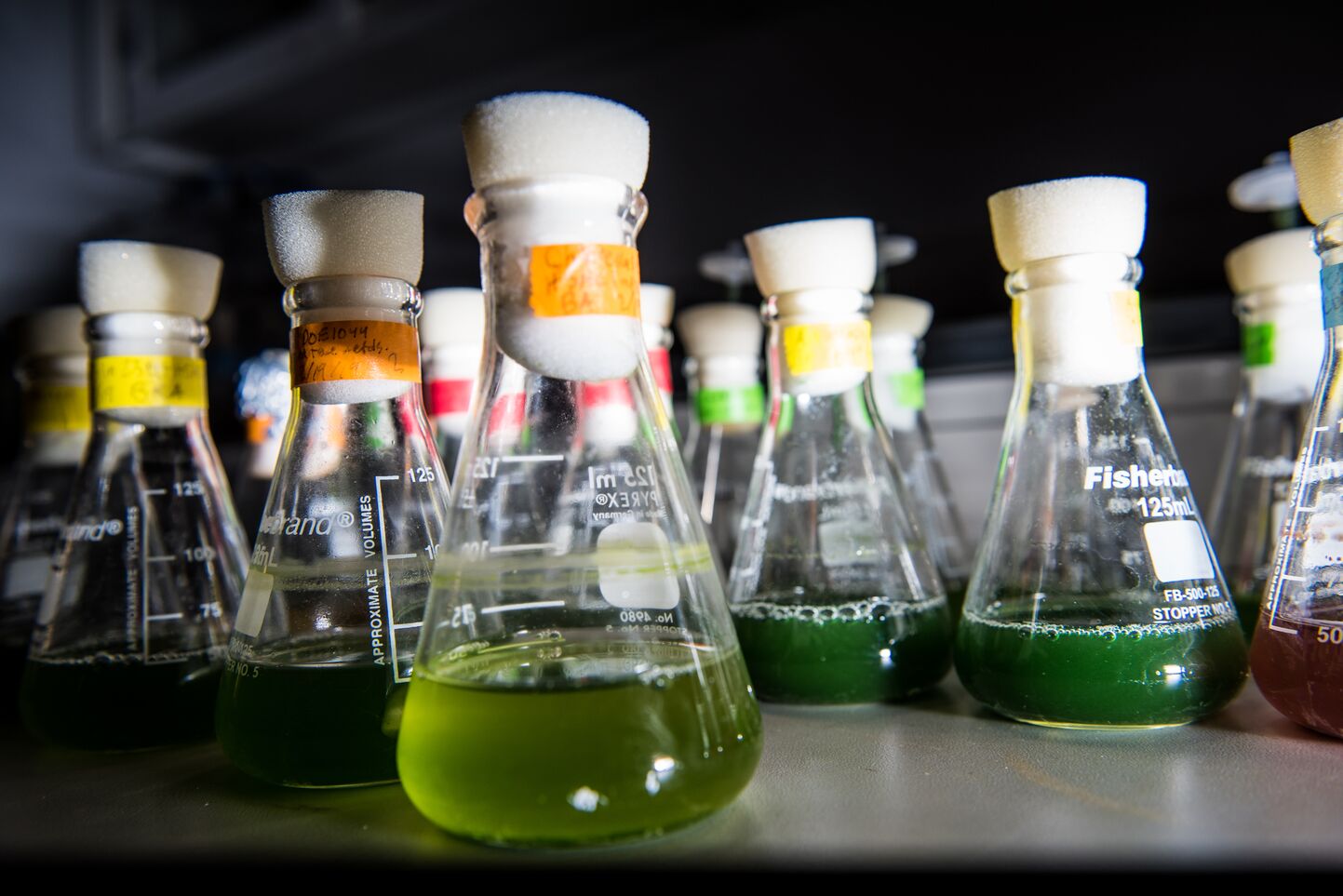 Flasks of green microalgal cultures.