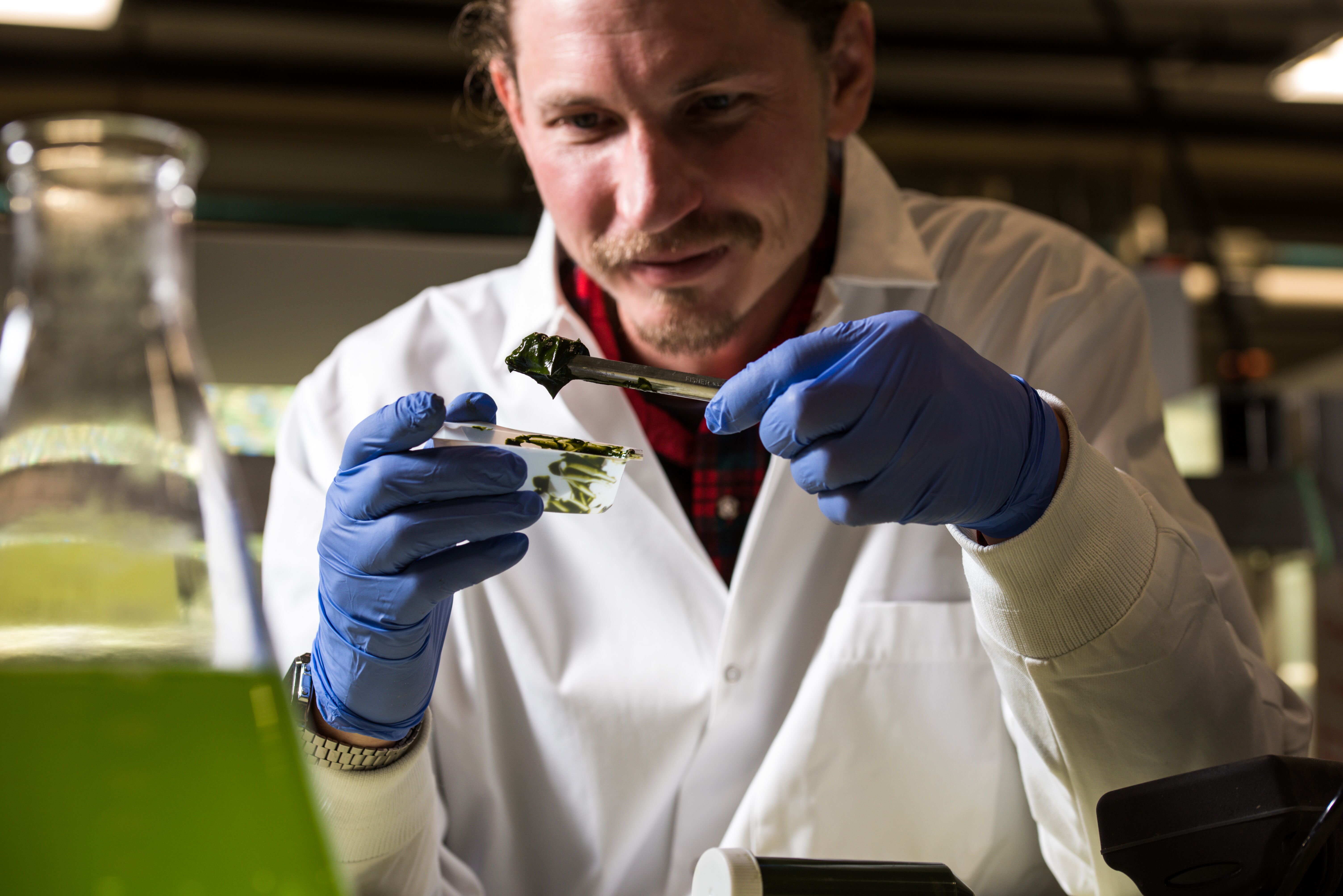 Photo of a researcher wearing gloves holding a metal rod and a small tub of a green substance