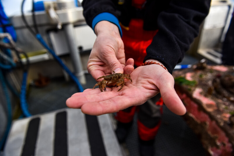 Researchers holding a crab. 