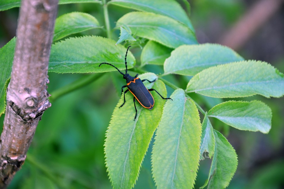 Elderberyy Beetle in the American Rivers Parkway ConCord Case Study