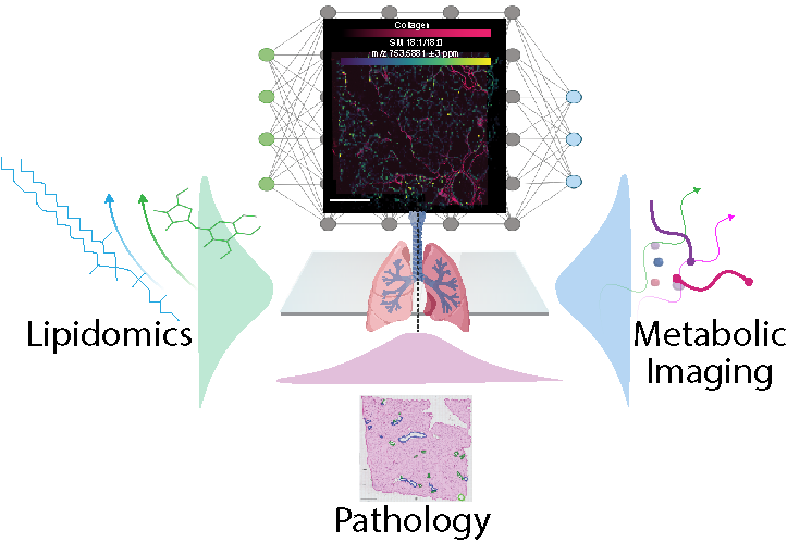 Illustration of new imaging model including terms and graphics representing human lungs, metabolic imaging, pathology, and lipidomics.