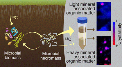 非結晶鉱物に結合した微生物残渣が土壌中で長寿命化（Microbial Residues Last Longer in Soil When Bound to Noncrystalline Minerals）