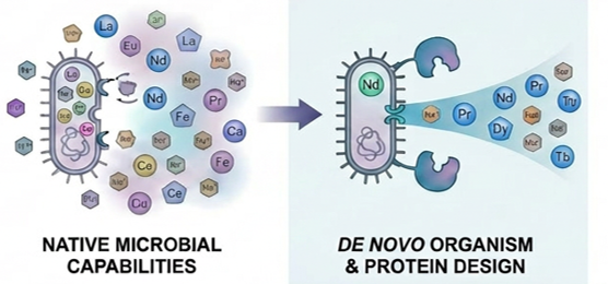 lllustration depicting various minerals entering and exiting microbes. On the left, it says native microbial capabilities. On the right, de novo organism and protein design.