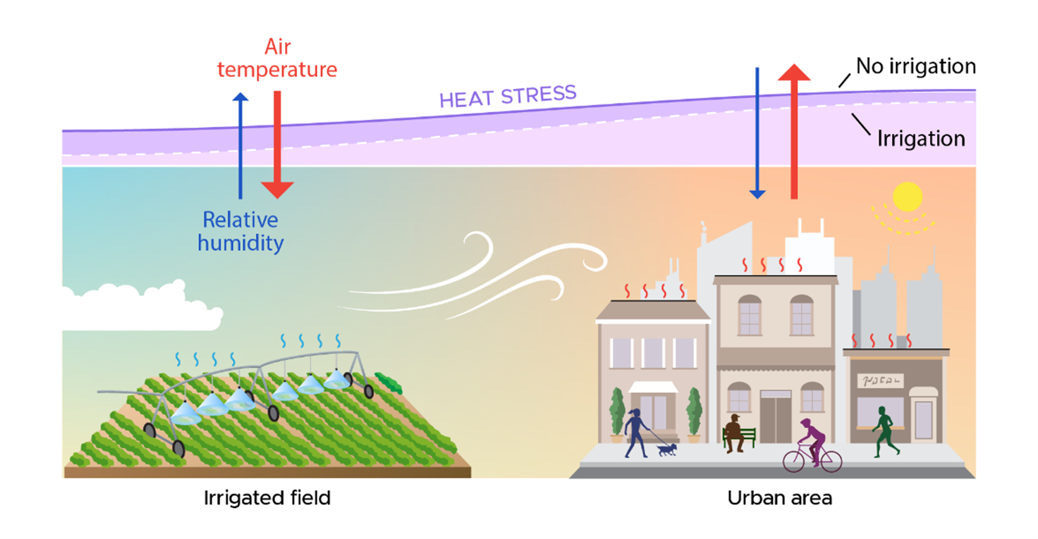 a schematic showing how irrigated crop fields close to cities reduces heat stress by decreasing air temperatures