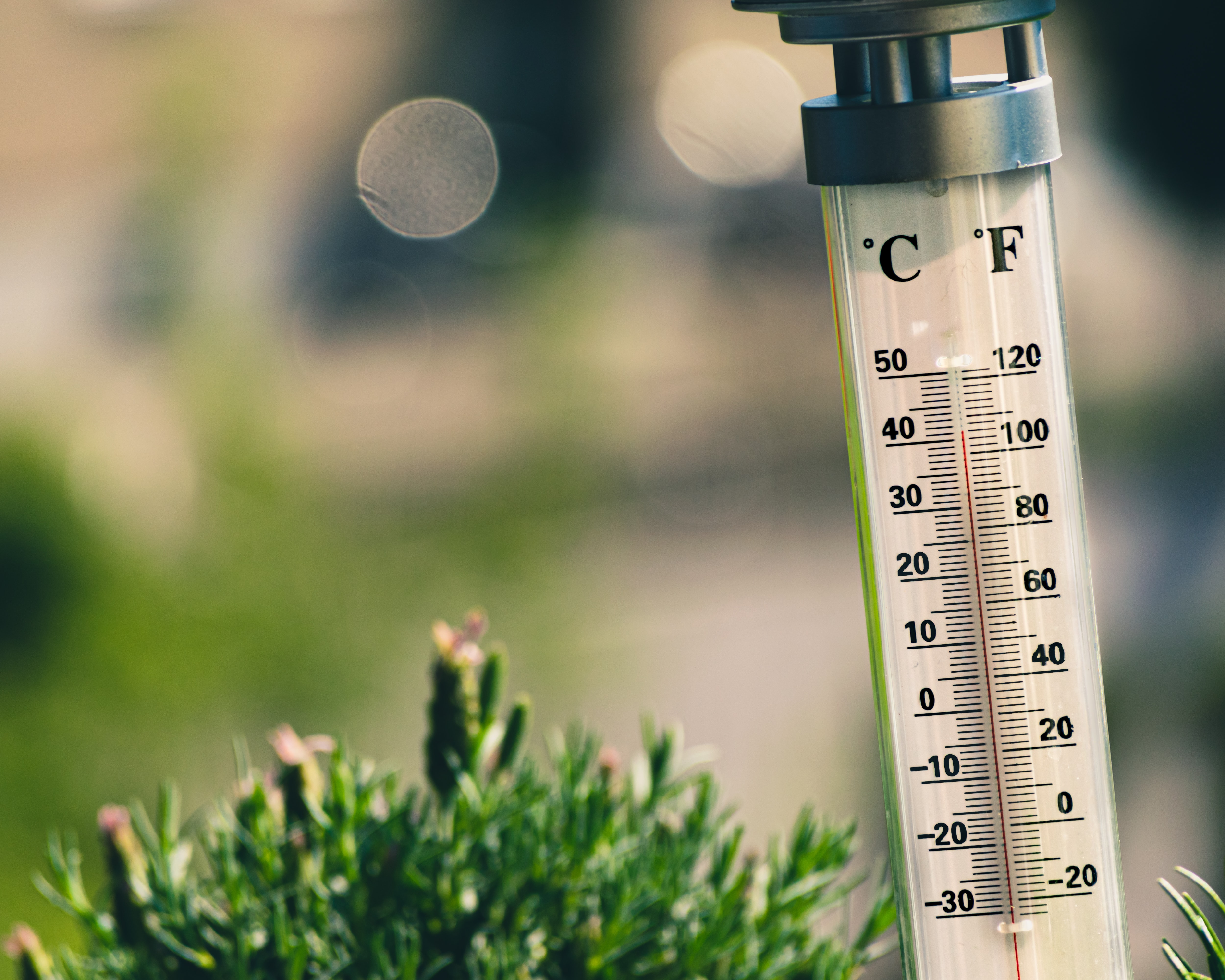 A thermometer reads 42 degrees Celsius next to a plant