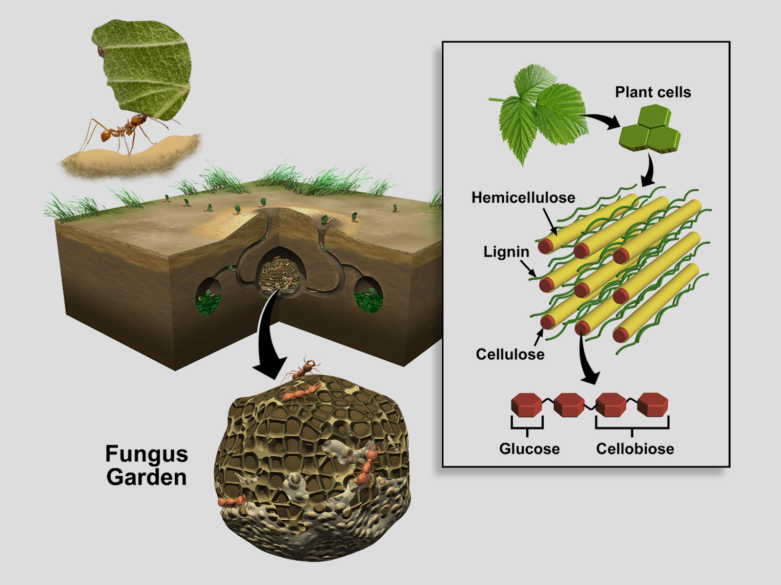 leafcutterfungus