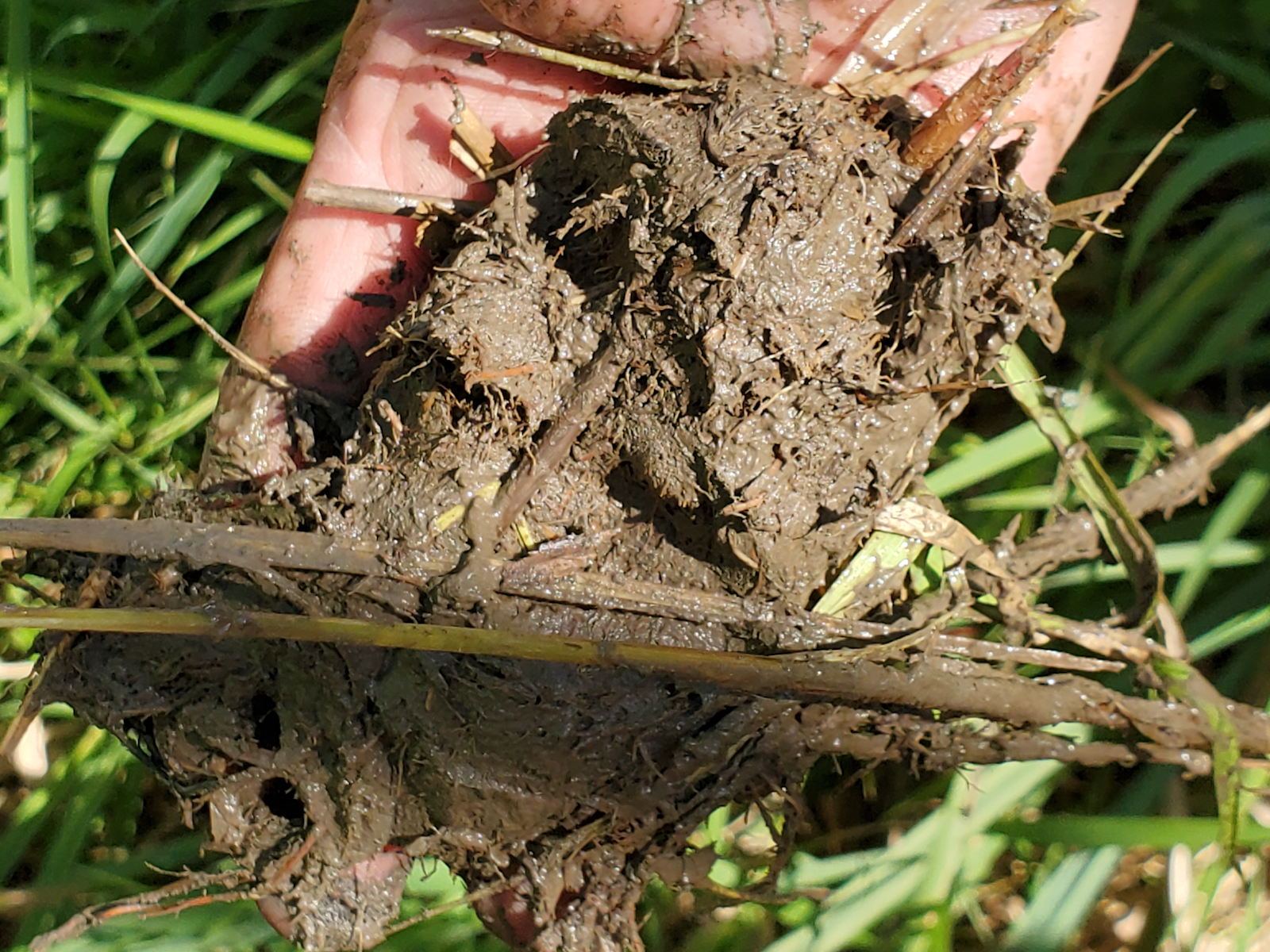 Muddy hand