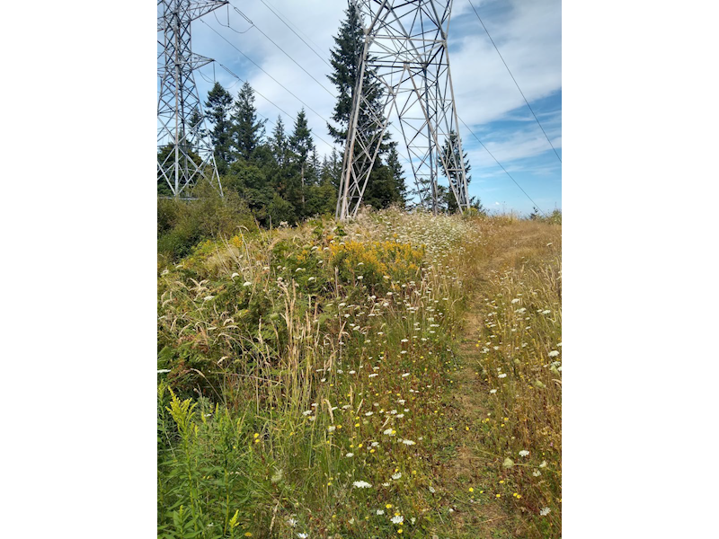 North Fores Park ConCord Case Study Flowers Photo