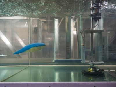 Marine mammal model approaching the turbine in the flume. 