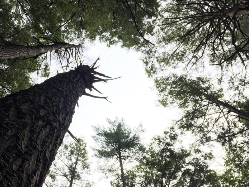 Forest Tree Mortality