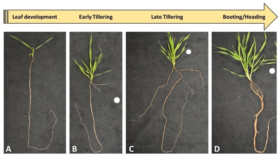 Brachypodium plants and roots shown at different developmental stages