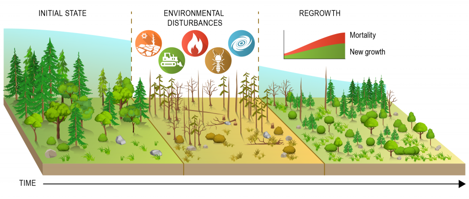 Forest disturbances affect mortality