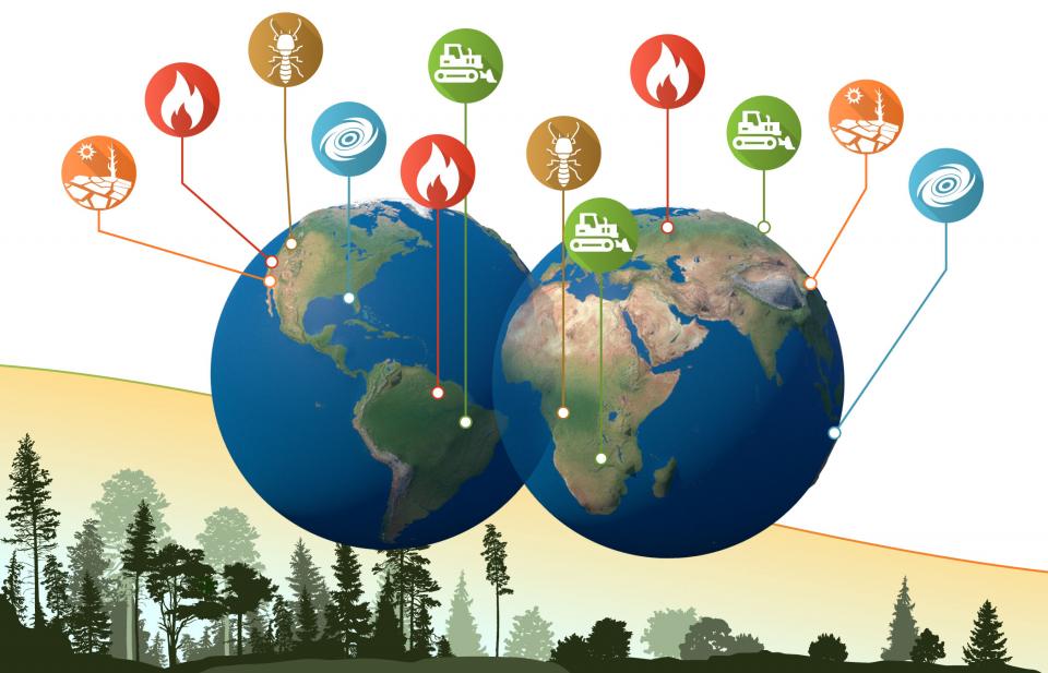 Disturbances affect forests worldwide