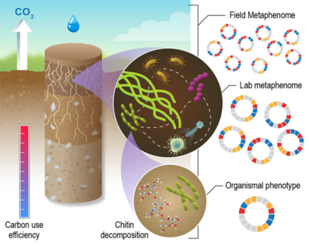 Soil layers illustration