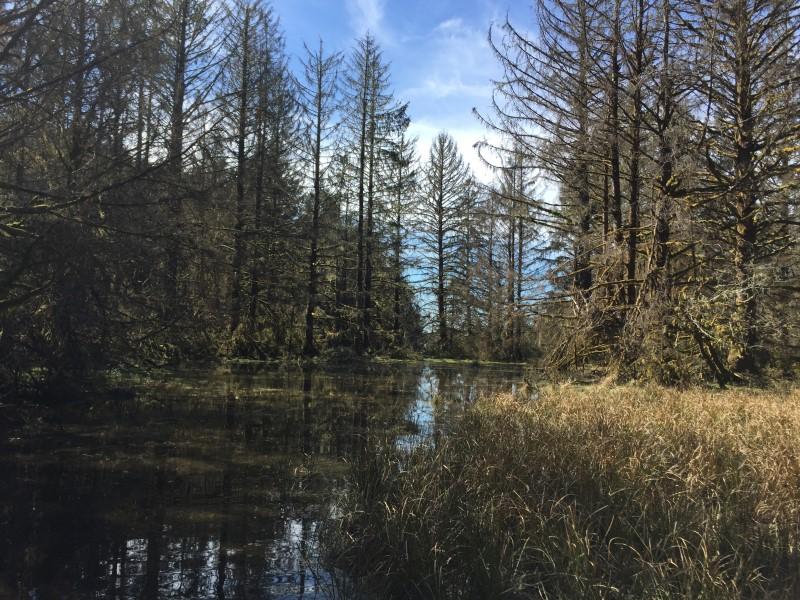 Coastal Soils and Forests