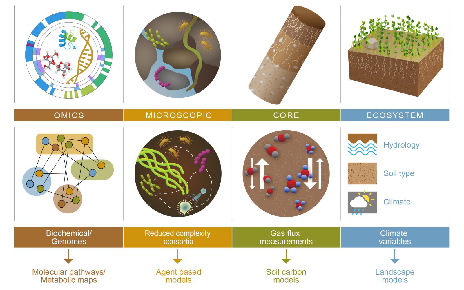 schematic of scale of studying microbiomes from molecular to environmental