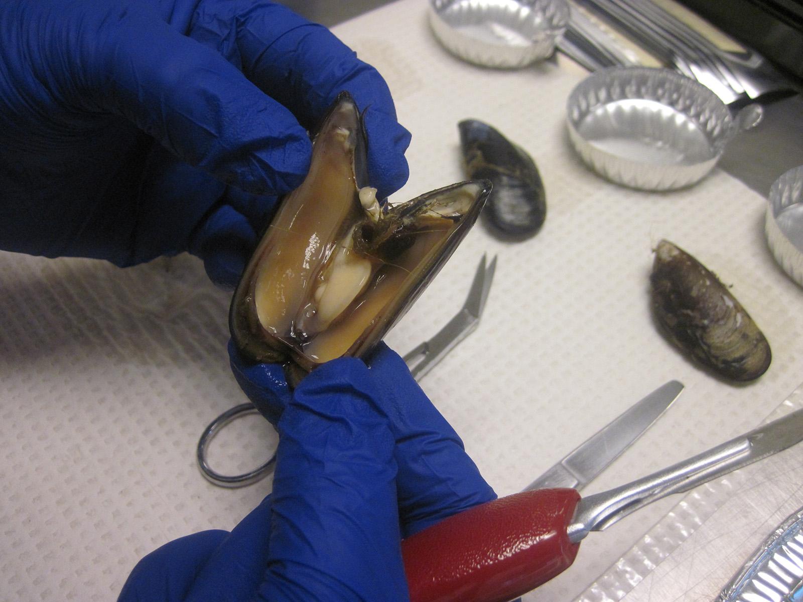 A researcher opens a mussel, showing the inside of the shellfish