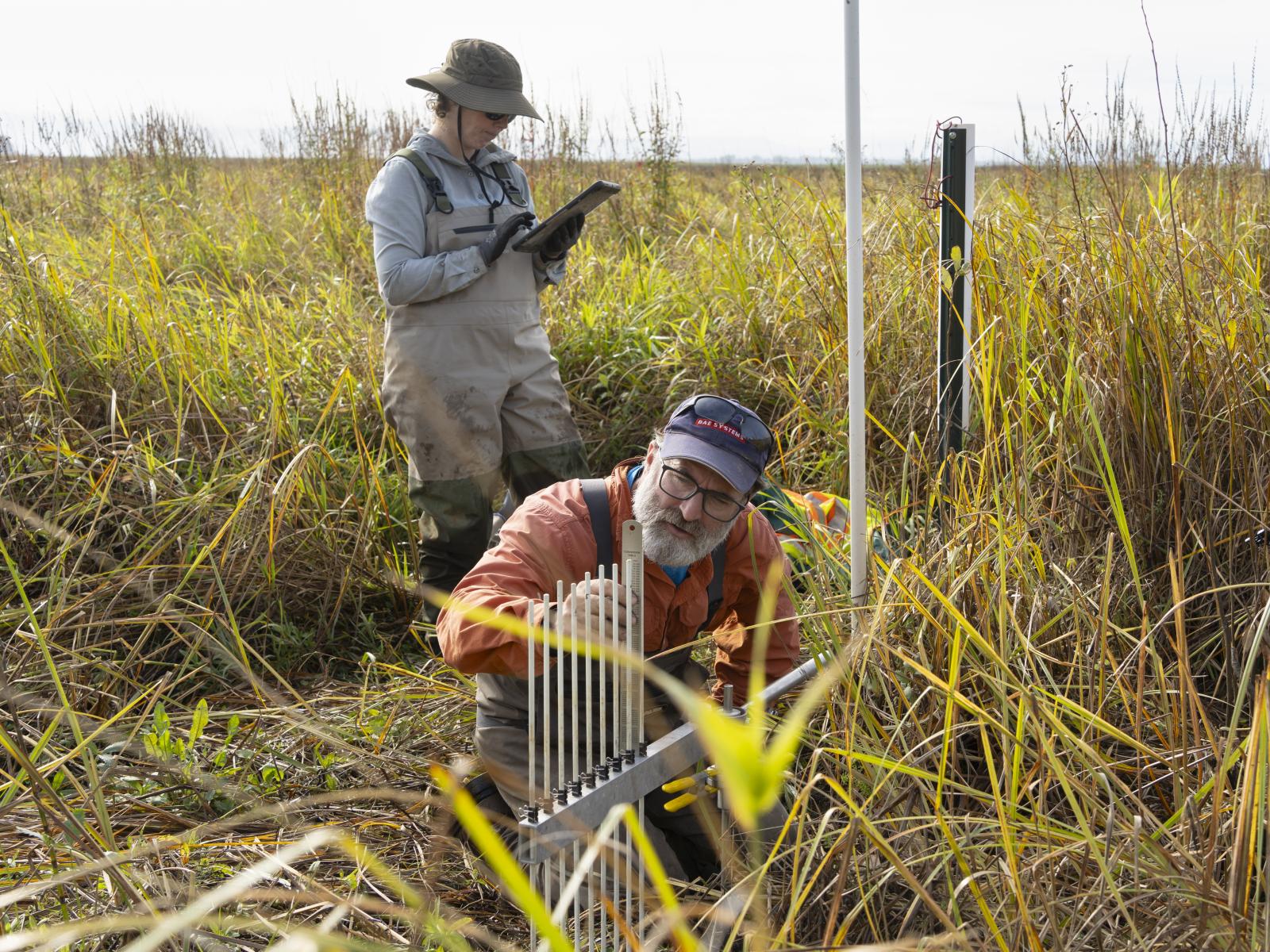 Coastal wetland field work 