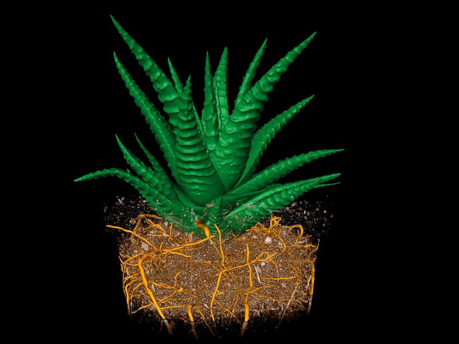 Soils are Alive!