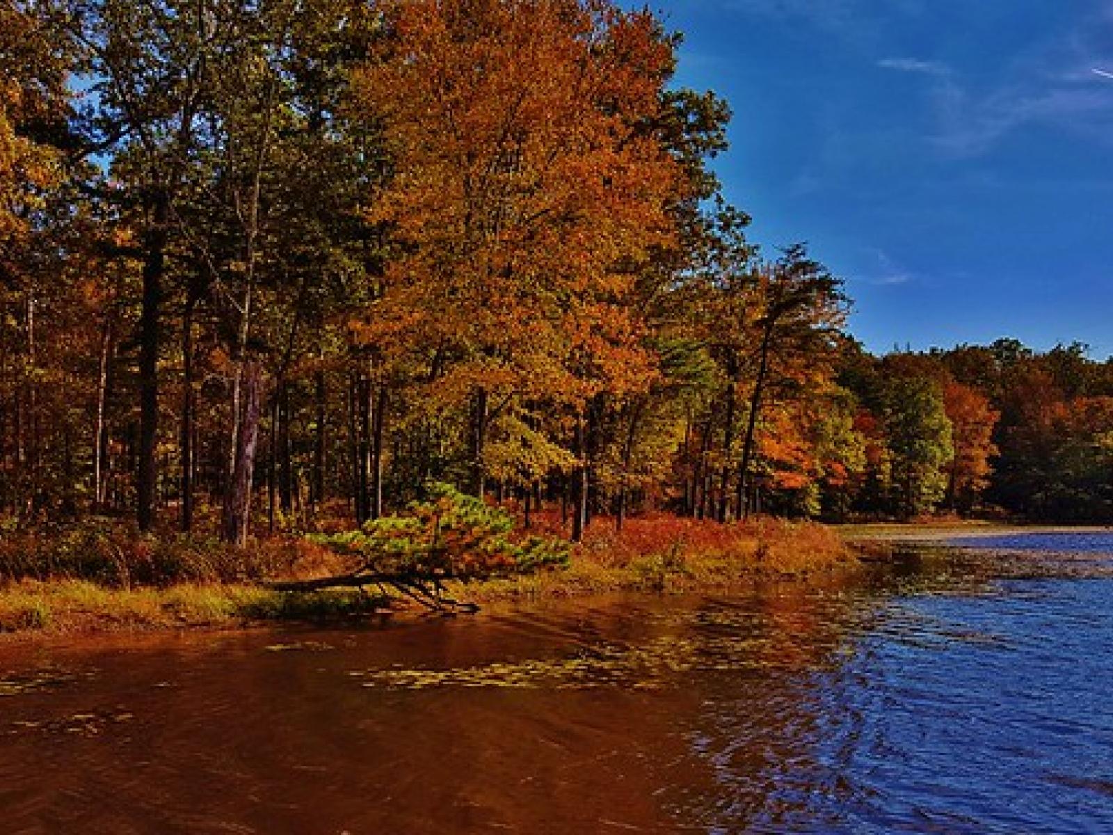 lakeside forest in the fall with orange and red trees