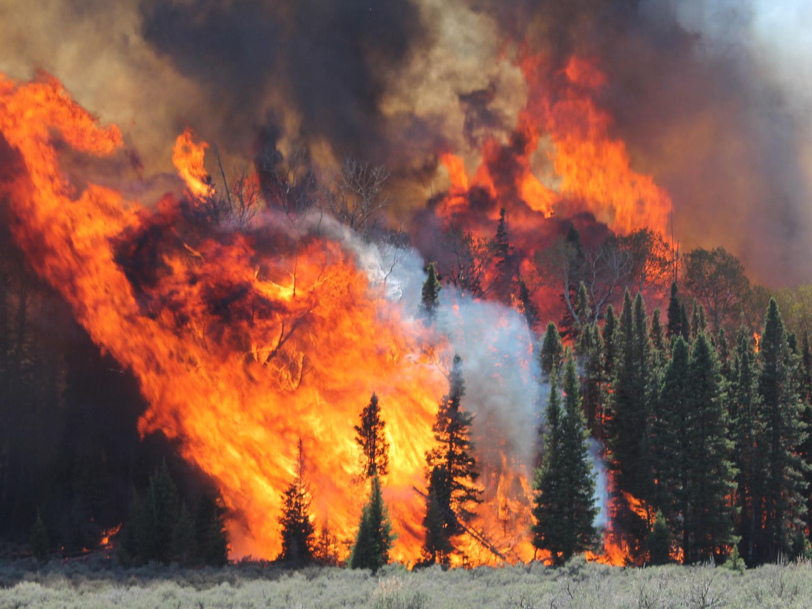 a wildfire engulfing pine trees