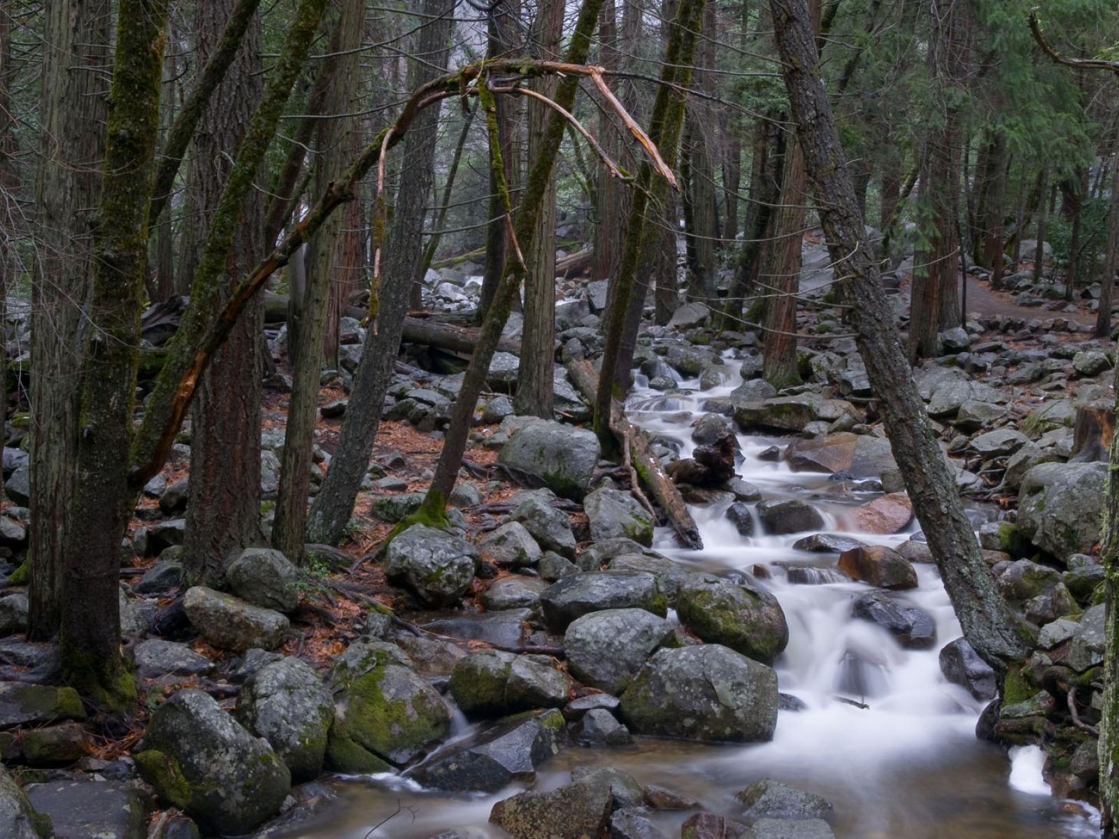 a stream with small boulders cutting through a forest