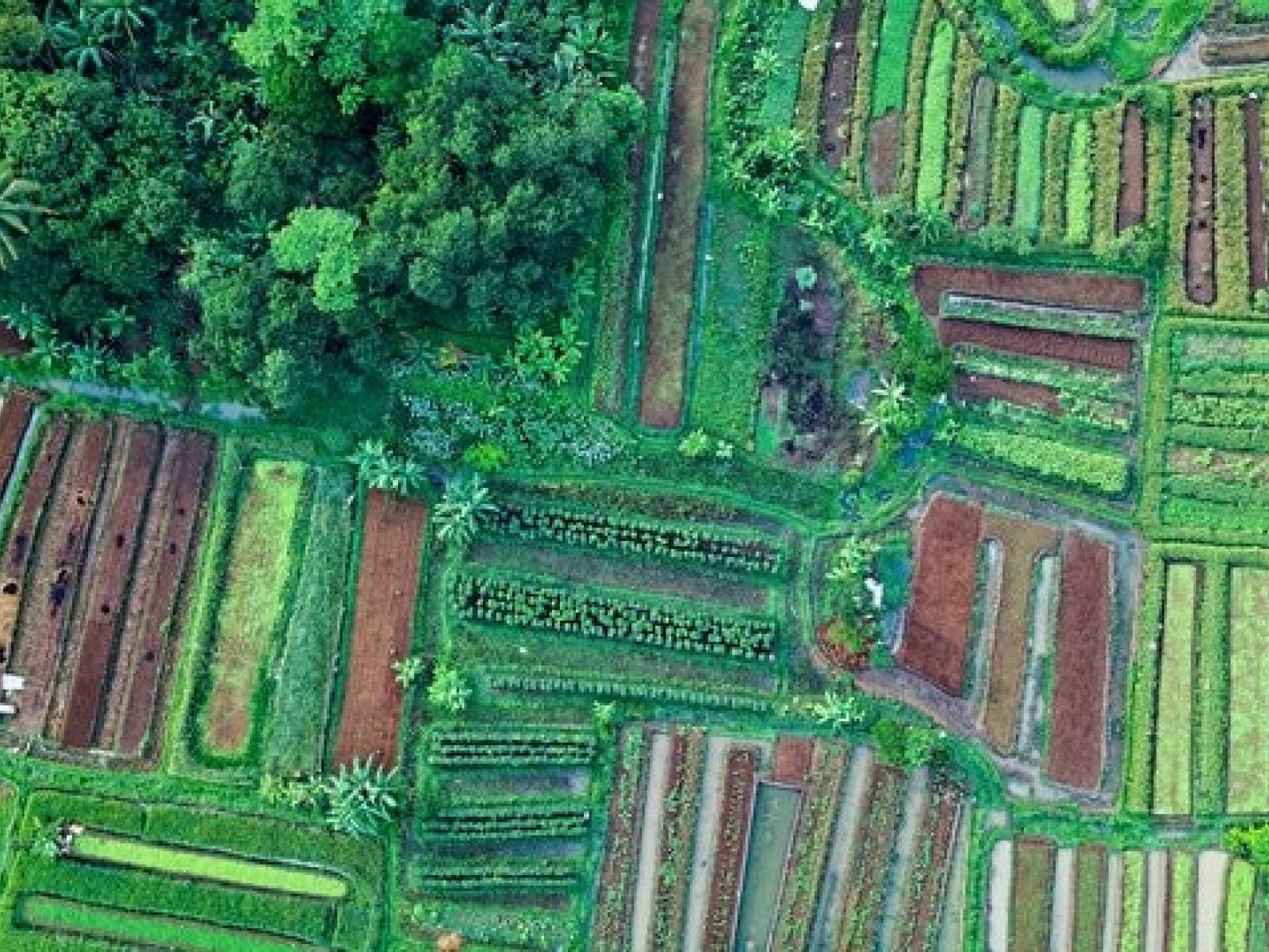 Aerial image of green and brown agricultural land