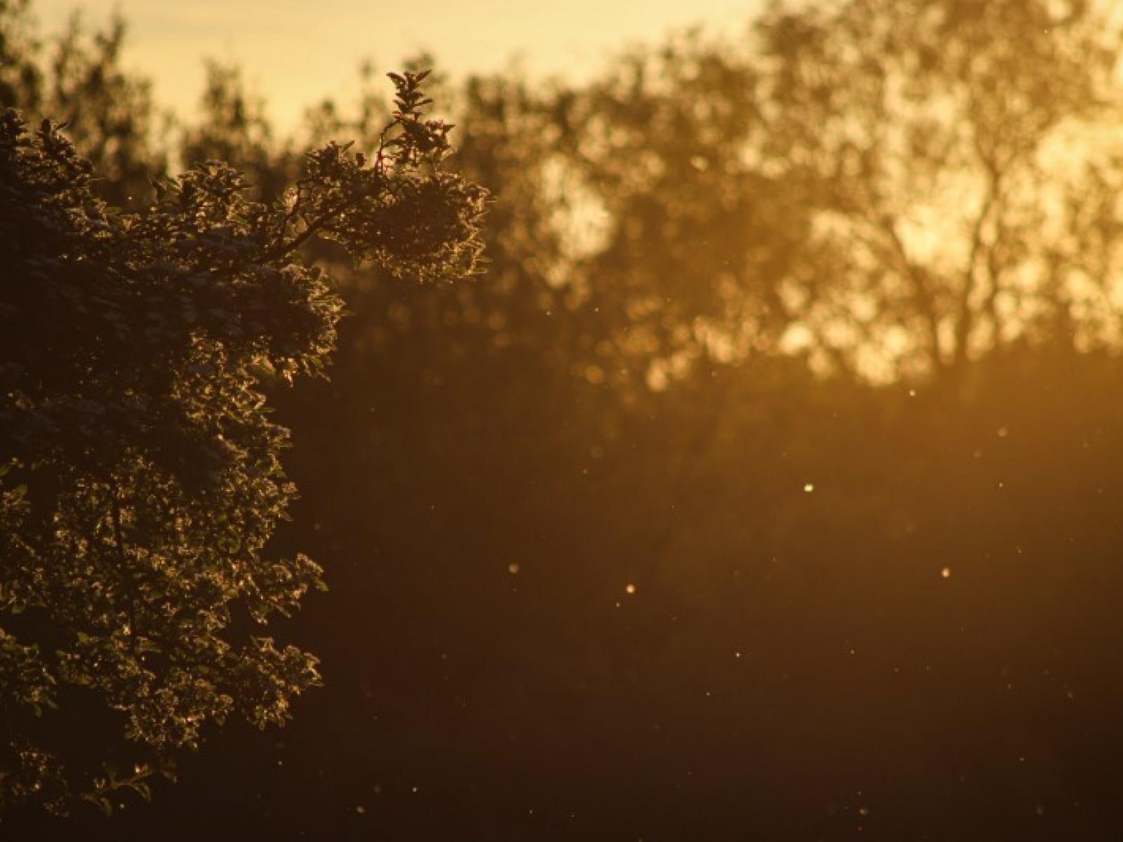 Tree branch backed by hazy light