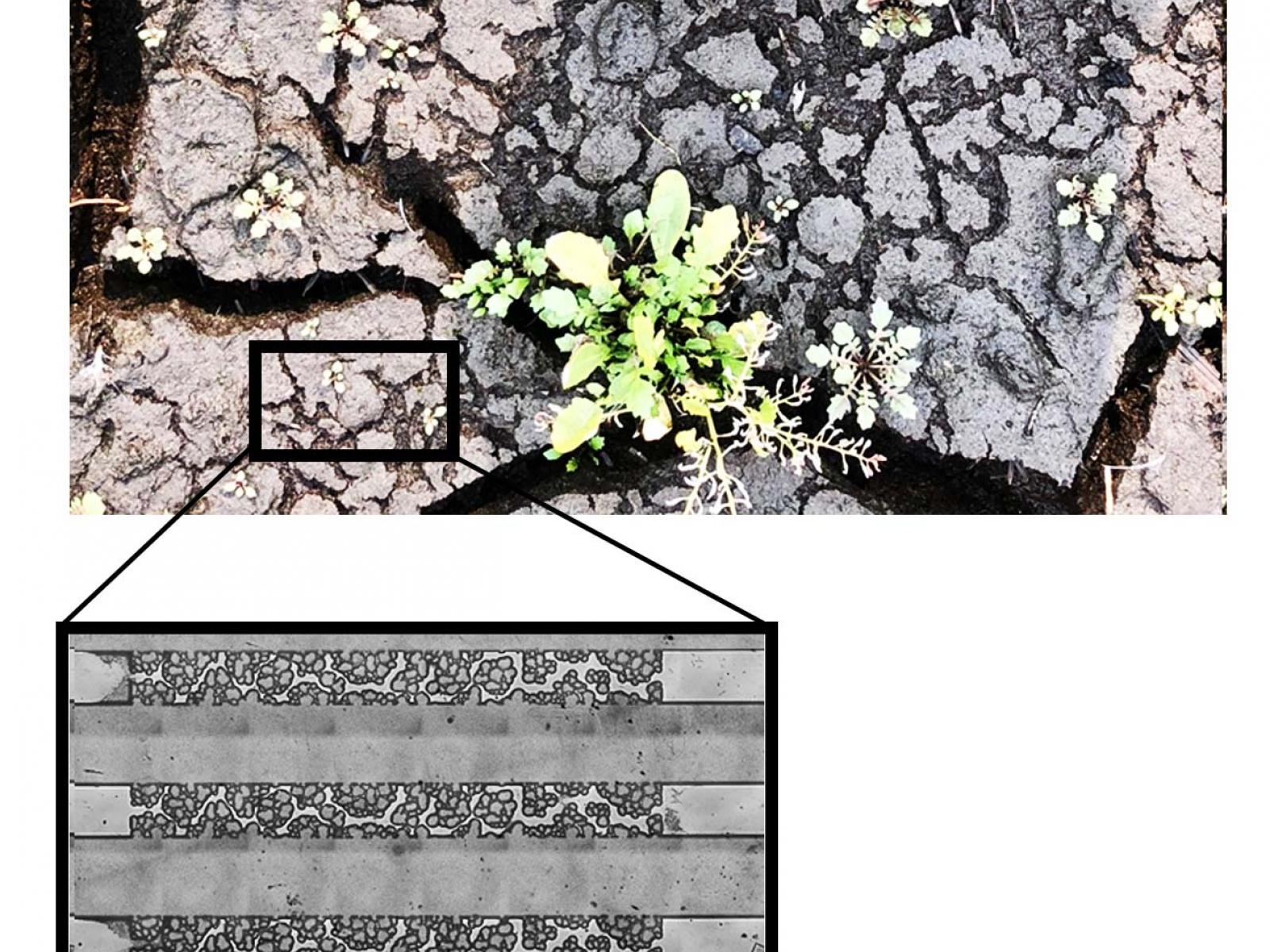 microscopy image of pores in soil