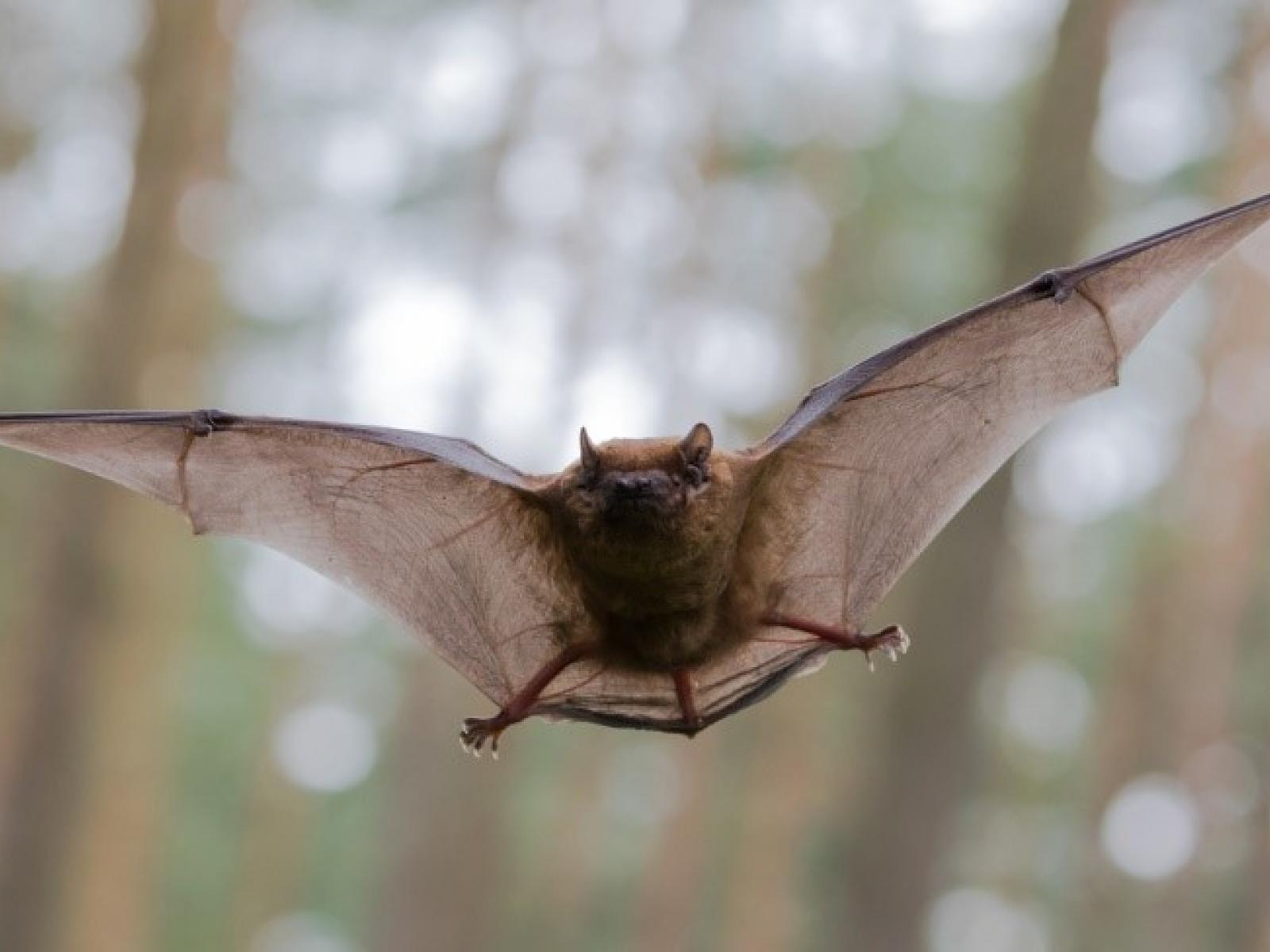 Bat