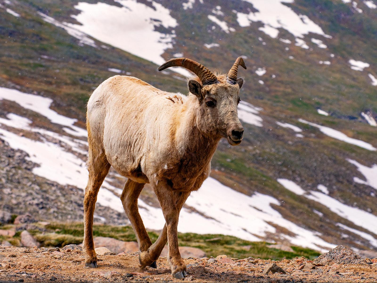 Bighorn sheep