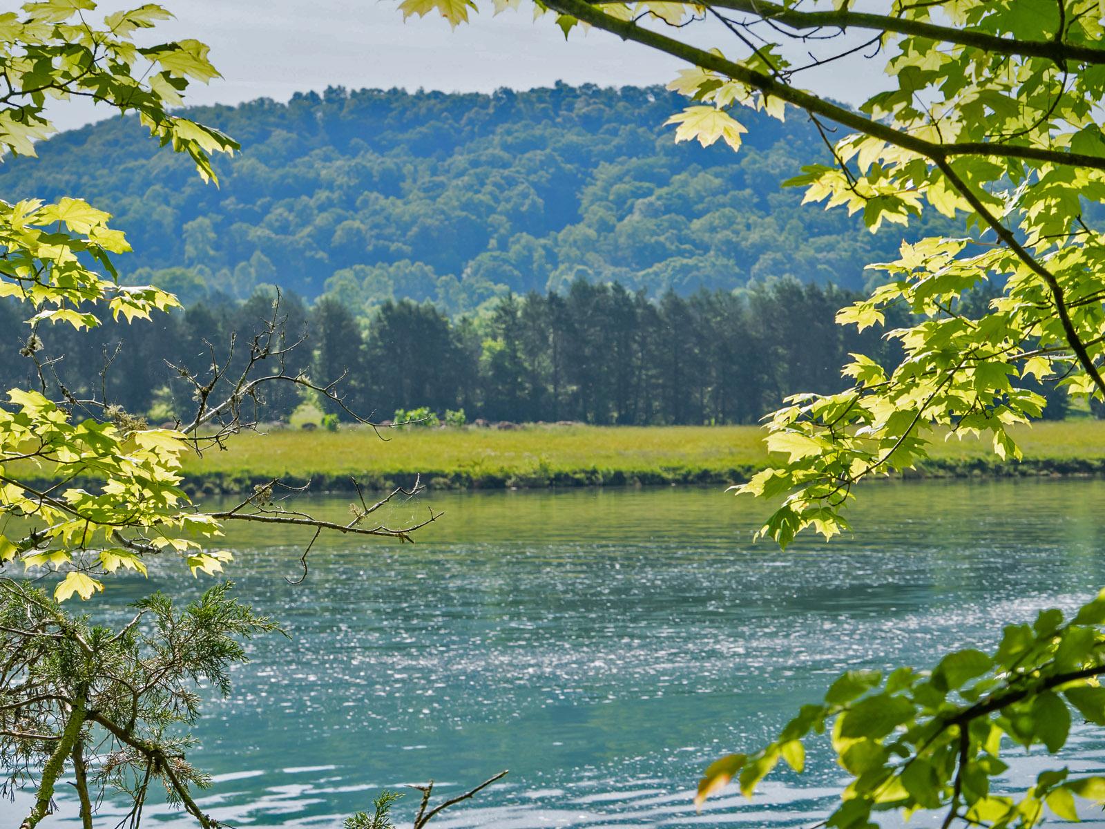 Scenic view of a river with a big tree-covered hill in the background