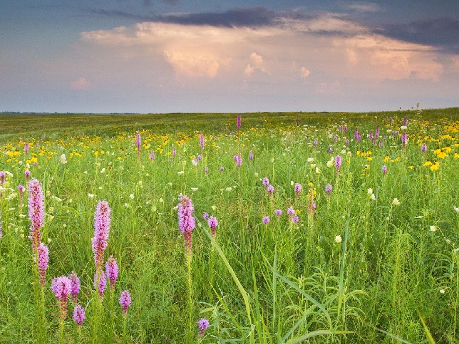 Grassland