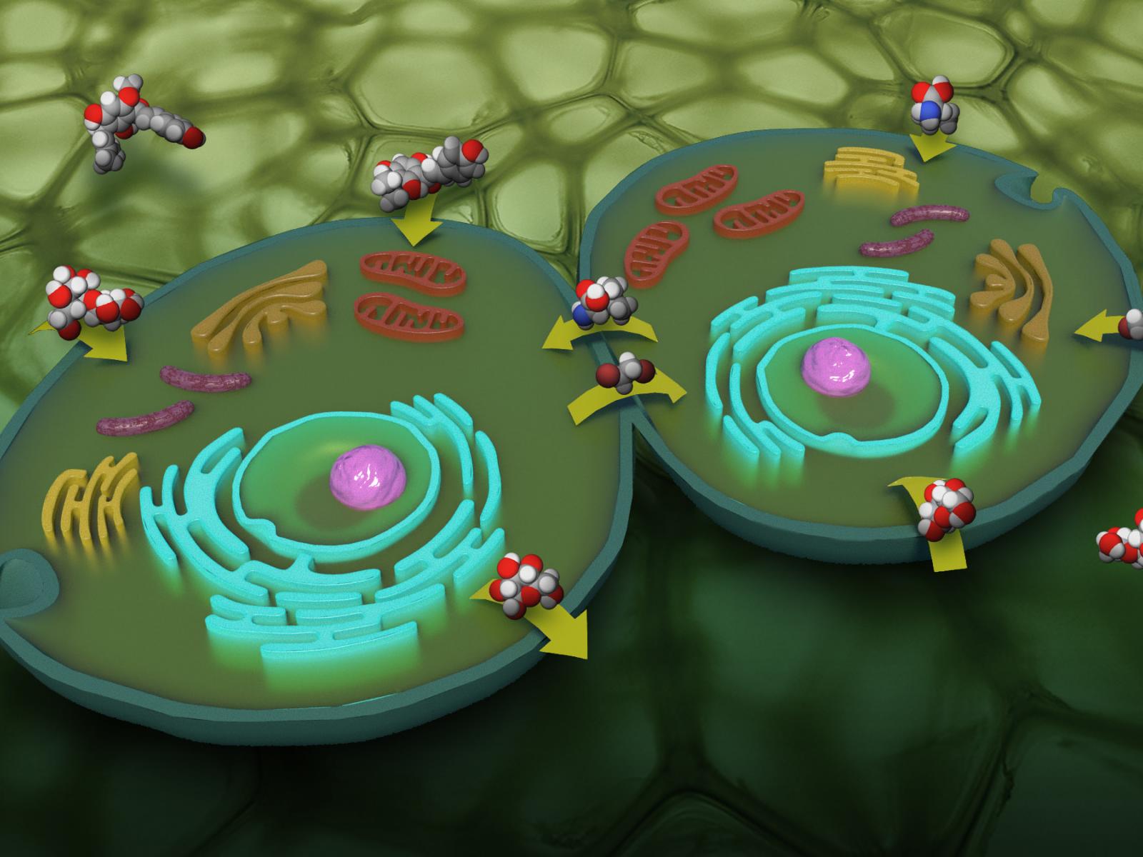 Cellular metabolites