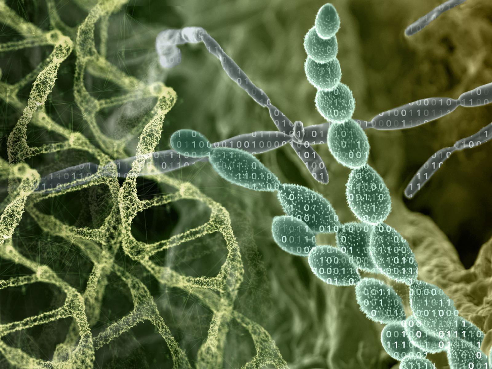A composite image of various research areas within the biological sciences division.