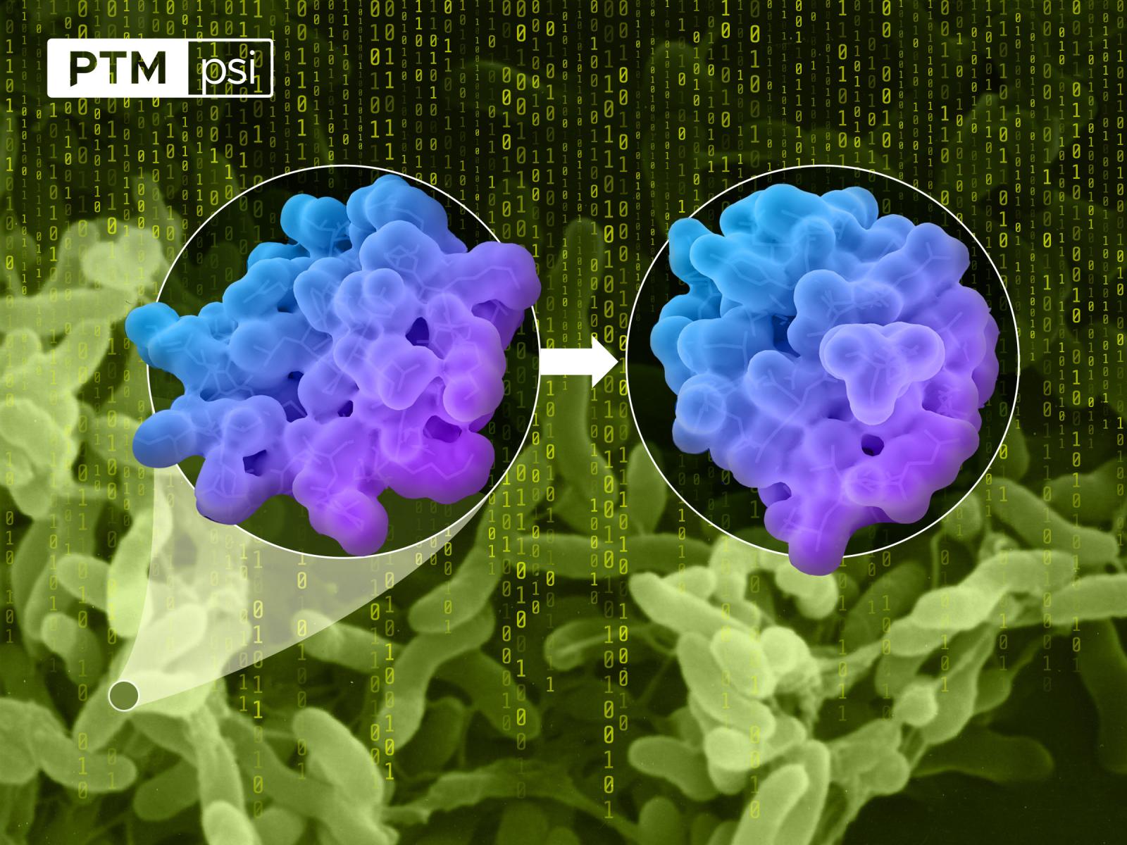 Digital render of a protein before and after undergoing a chemical adaptation.