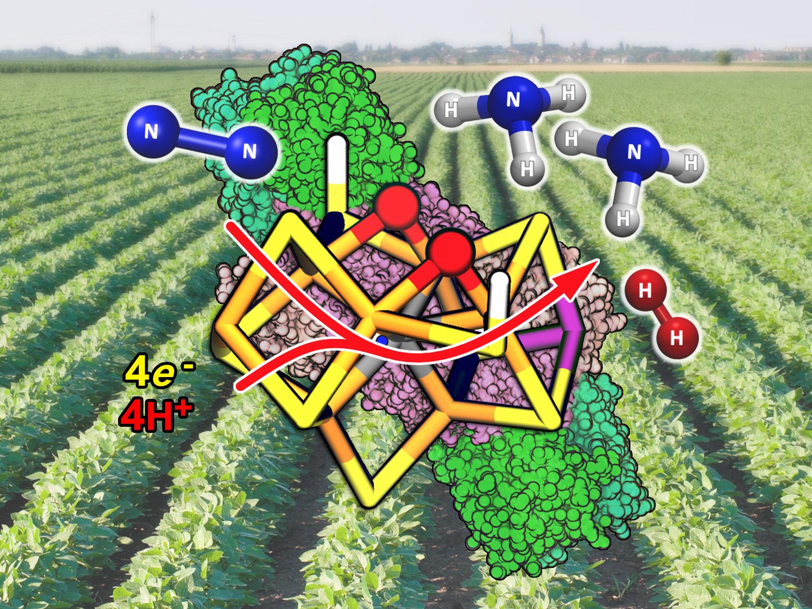 A small metal cluster in the enzyme nitrogenase converts nitrogen gas to ammonia, combining N2 with four protons and electrons to produce NH3 and H2.