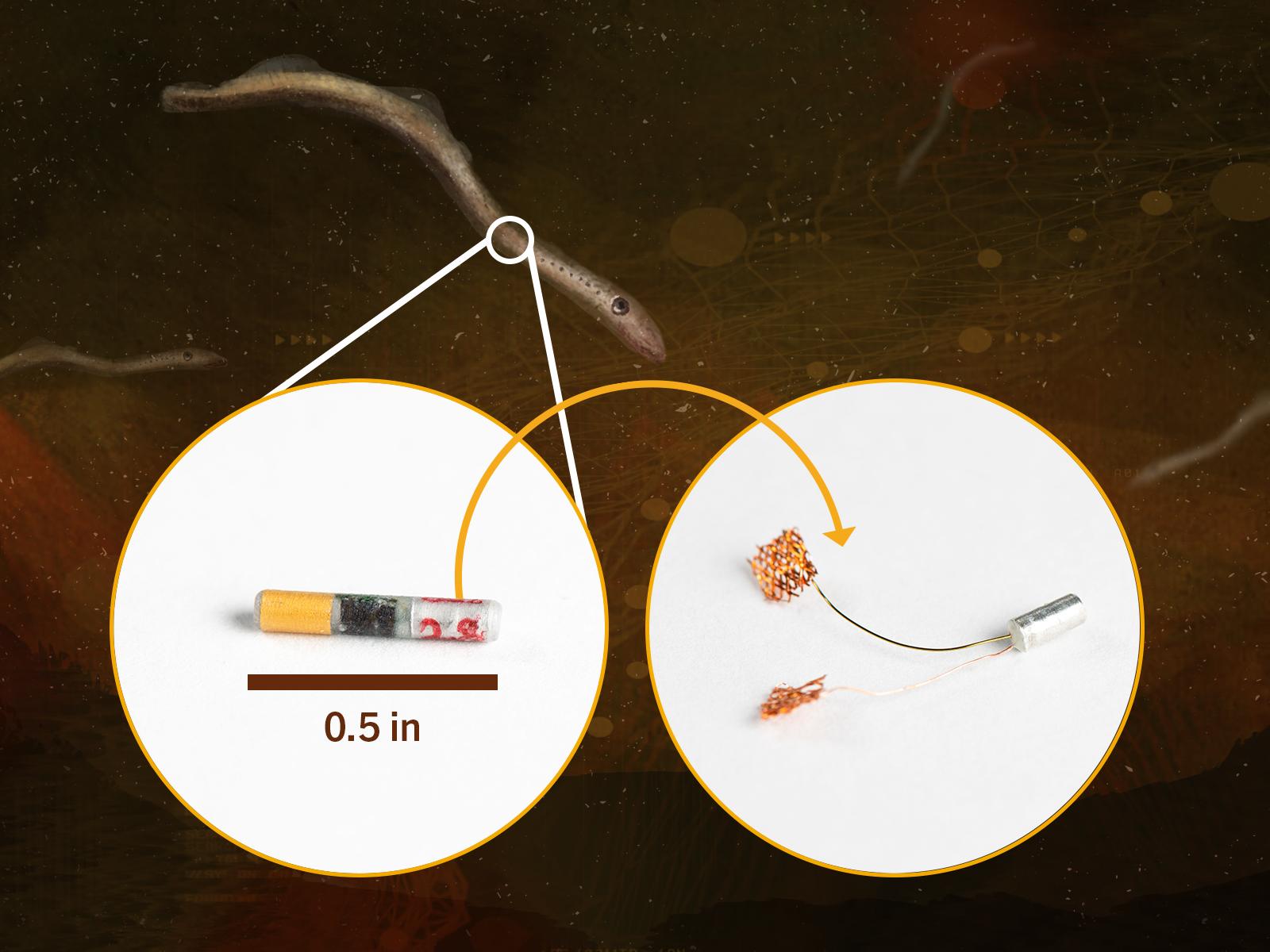 Fish Tag Hero