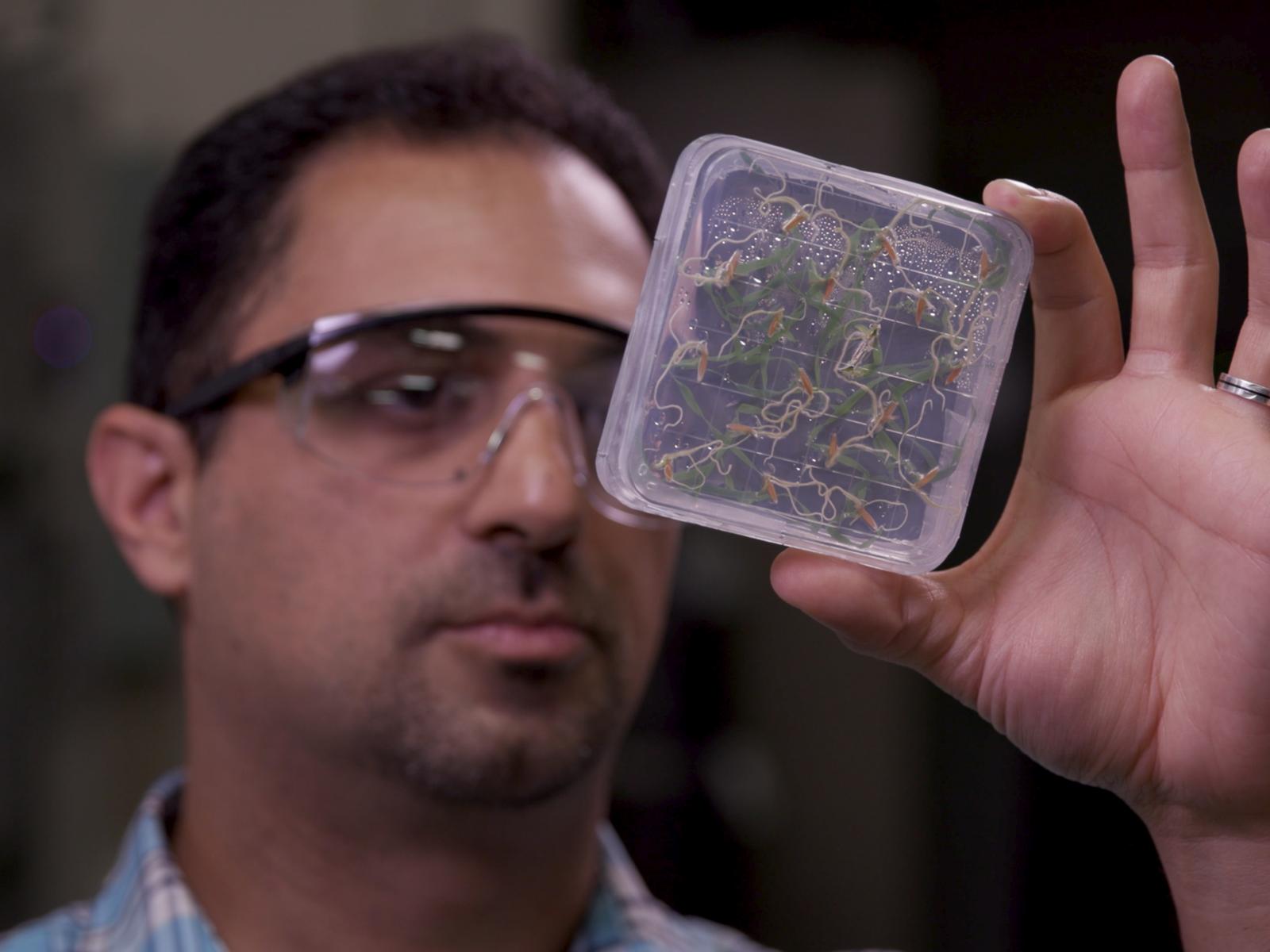 Amir Ahkami looking at a container full of plant root.