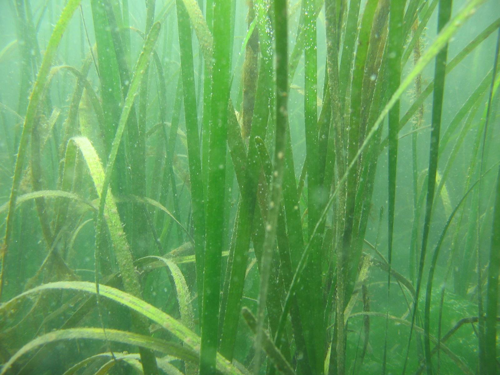 Eelgrass