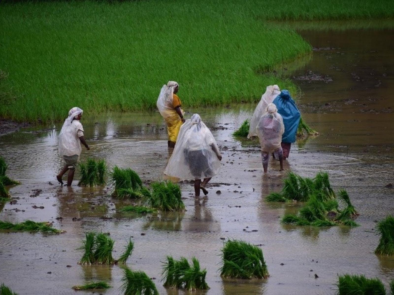 Excess irrigation in India