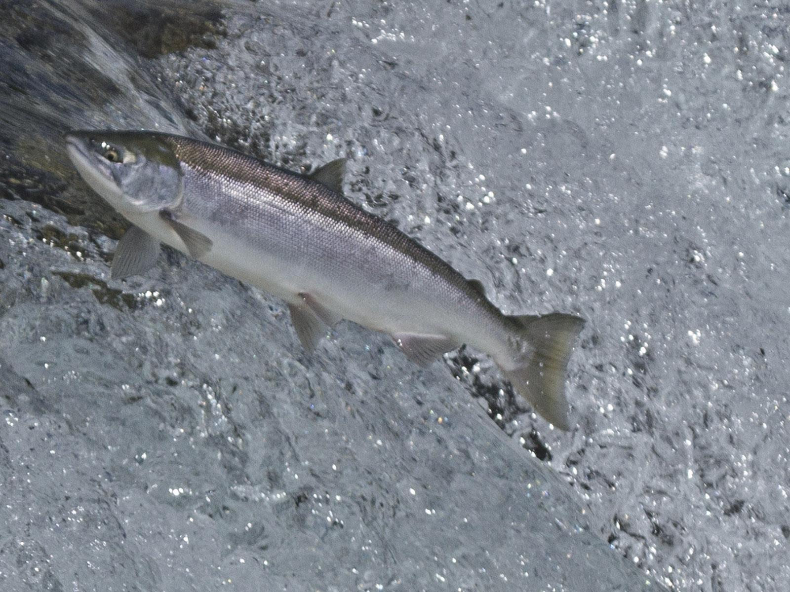 Fish Passage