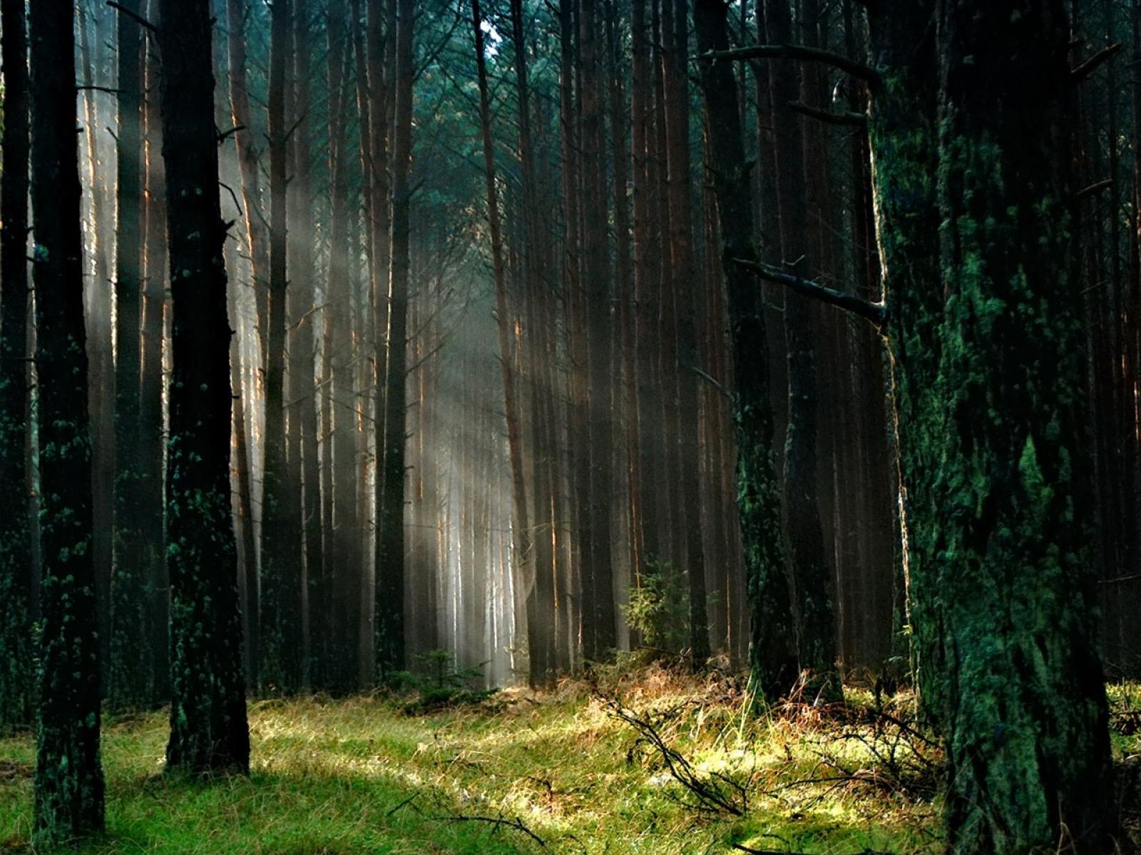 Forest